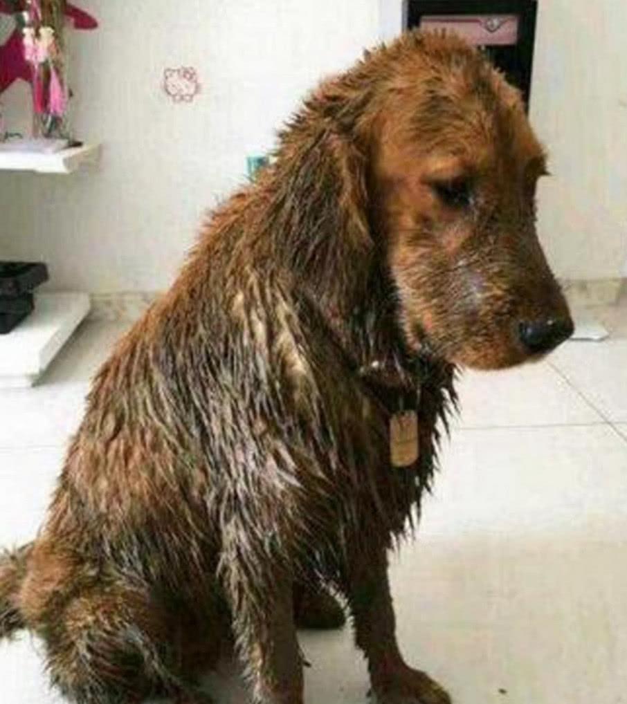 金毛弄得脏兮兮回家,主人看了破口大骂,了解原因才知错怪它