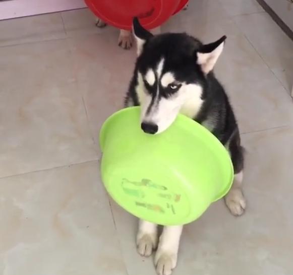 两只二哈叼着大盆排队打饭,这么乖一定是假二哈!