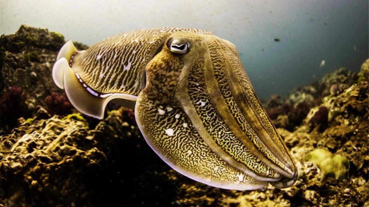 你见过8米长的巨型乌贼吗?日本的这一发现,看完感到头皮发麻