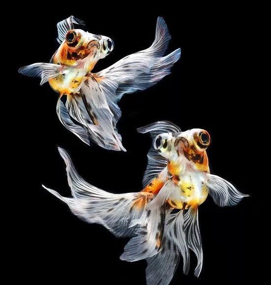 名媛金鱼百科全书~|珍珠|金鱼|水泡_新浪新闻