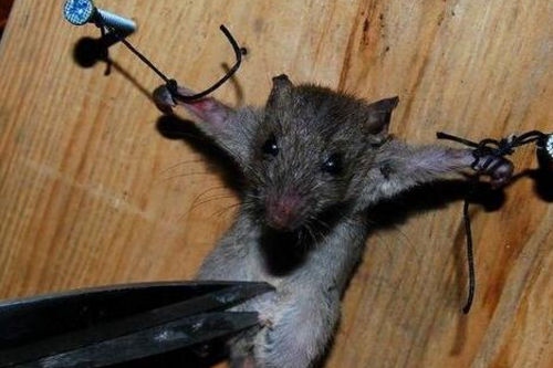 抓到很多害人的老鼠,对它们实施这样的酷刑,网友连说太残忍