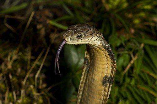 眼镜王蛇vs黄金眼镜蛇到底谁最厉害答案毫无悬念