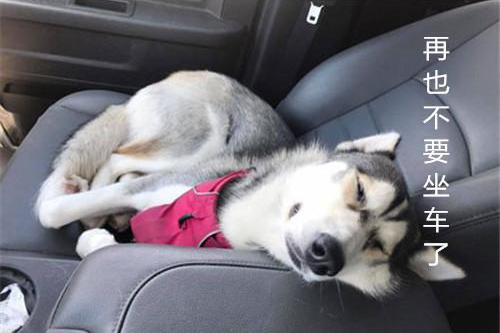 你看不出来?叫什么呢|晕车|铲屎官|表情_新浪新闻