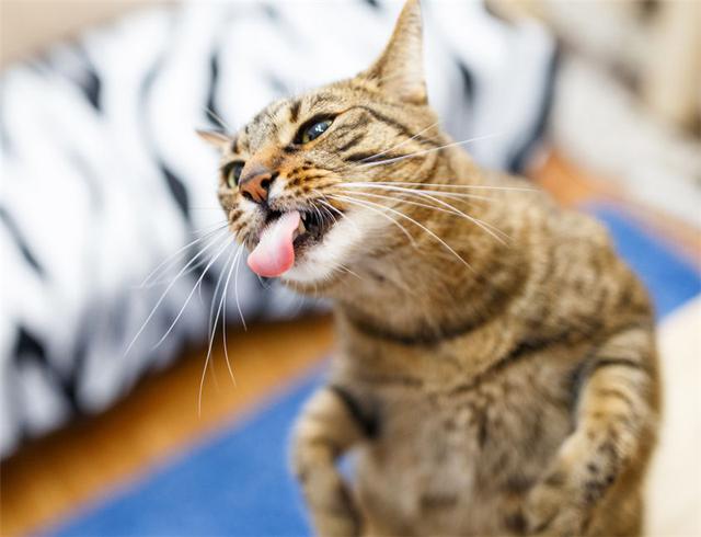 家里喵星人每天都张牙舞爪怎么破?我可爱的小奶猫哪里去了?