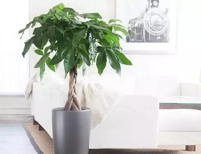 室内绿植养护