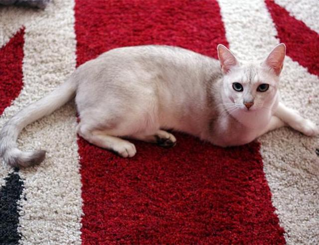 在国外很流行,在国内则很罕见,波米拉猫你听说过吗?