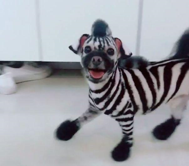 主人带雪瑞纳修完毛后,化身为"斑马狗",网友:我看像只驴!