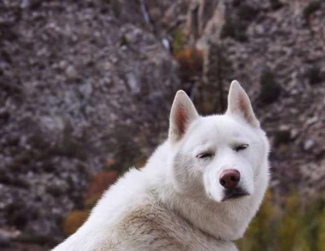 本来能当白狼王无奈本质是逗比