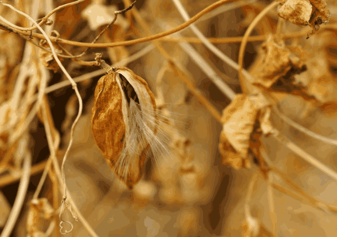 老鸹瓢生长在农村,不仅能吃还能治瘊子,你还