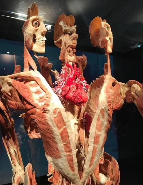 用真人捐献的遗体制作的人体标本