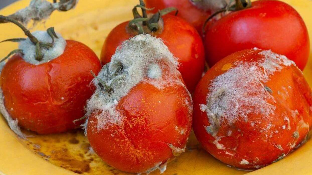 烂掉的西红柿图片