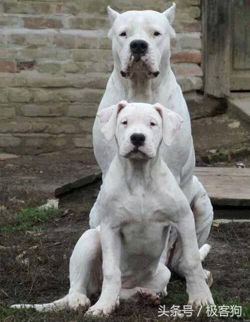 想给罗威纳剪耳的可以参考|罗威纳|比特犬|犬种_新浪新闻