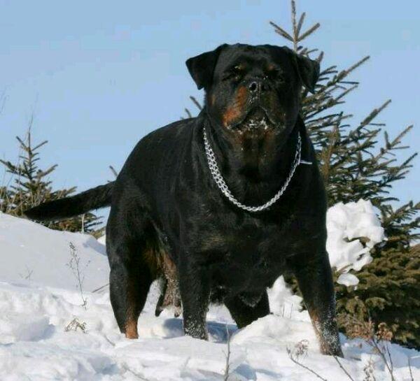 卡斯罗犬具有獒犬的爆发力,但耐力却在一般獒犬之上,适