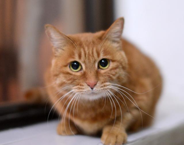 它的母亲是外婆家的虎皮猫,浑身黄色条纹,眼睛橙黄,很是威武(我想象的