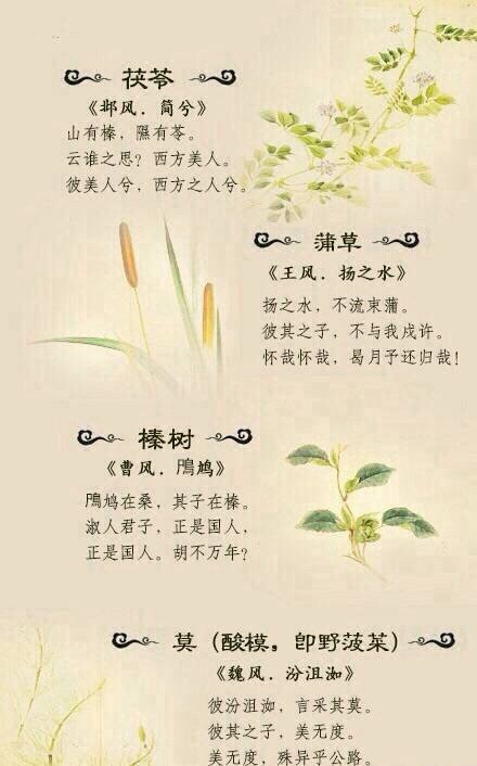 以诗关情以植表意丨诗经里的唯美植物