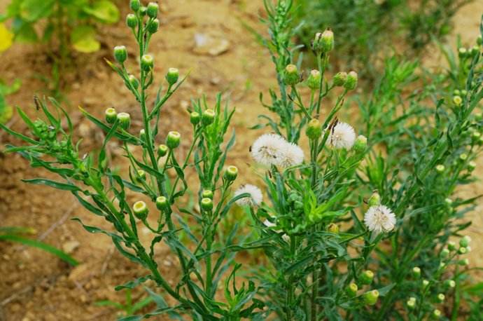 农村田边令人讨厌的香丝草,却是治风湿良药,只是很多人不知道