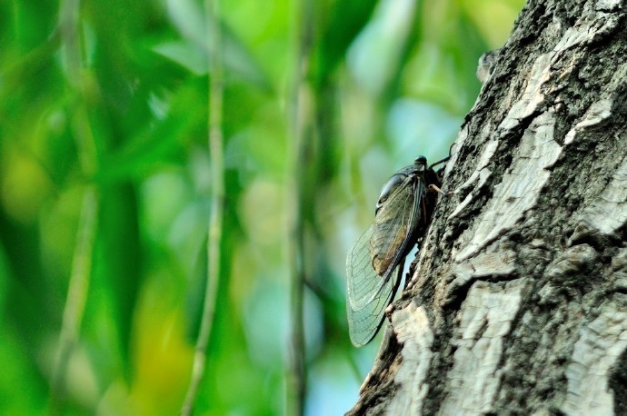 庭树蝉声初入夏