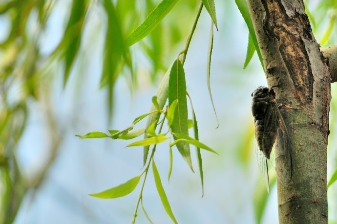 庭树蝉声初入夏