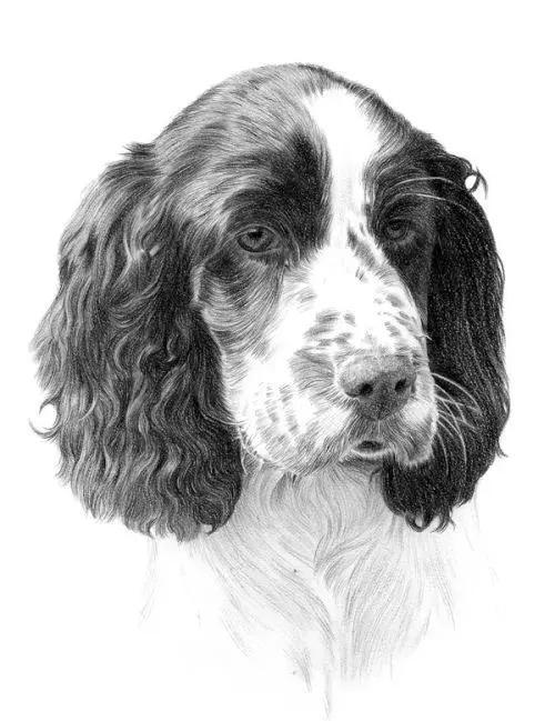 素描油画狗狗各种姿态的表现方法