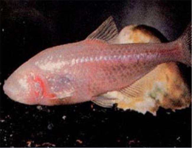 无眼无鳞 来自于另一个星球的鱼类