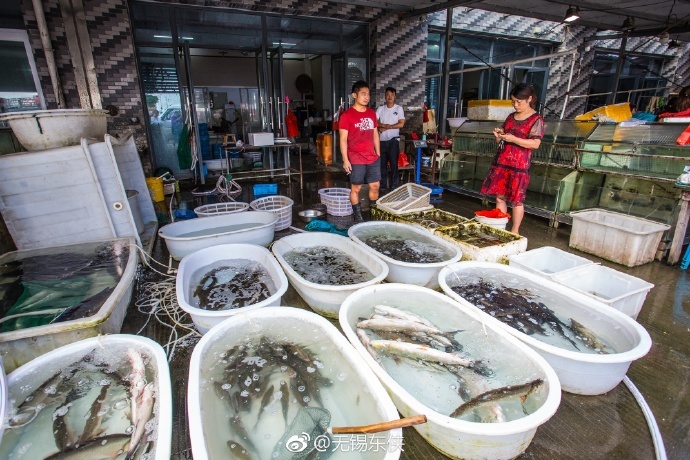 太湖开捕后,鱼市场的湖鲜全面上线啦|太湖|湖鲜|鱼_新浪新闻