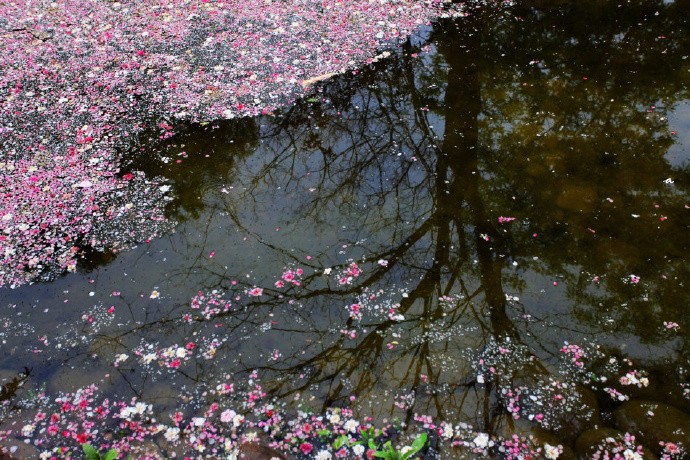试看春残花渐落,便是红颜老死时;一朝春尽红颜老,花落人亡两不知!