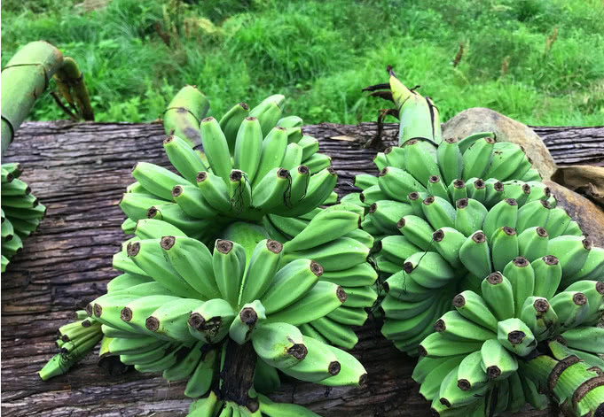 农村长得像香蕉的植物,农民都只吃花朵,一朵花要卖30元