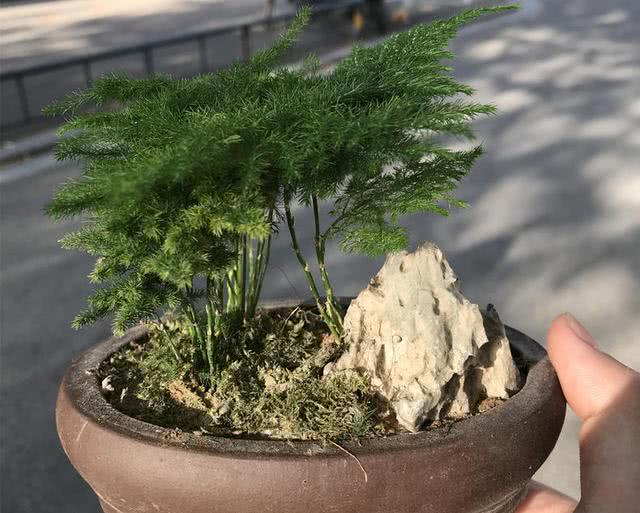 文竹养得好,也能长个2米高,看看怎么浇水的,蹭蹭长不停!