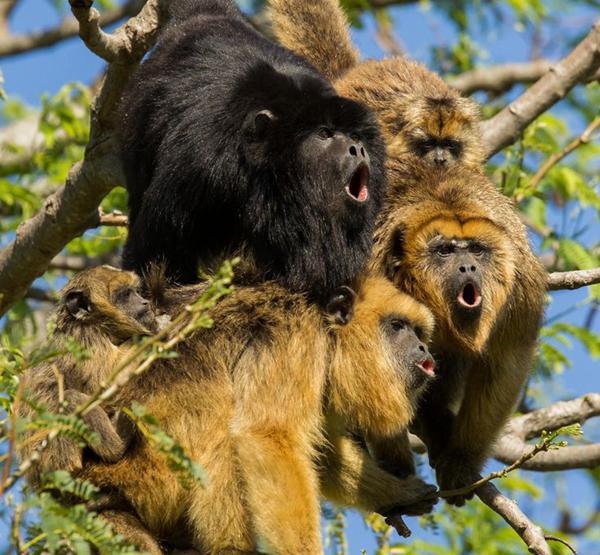 野外树林传来怪吼声引人好奇, 查看后却发现几个怪异家伙