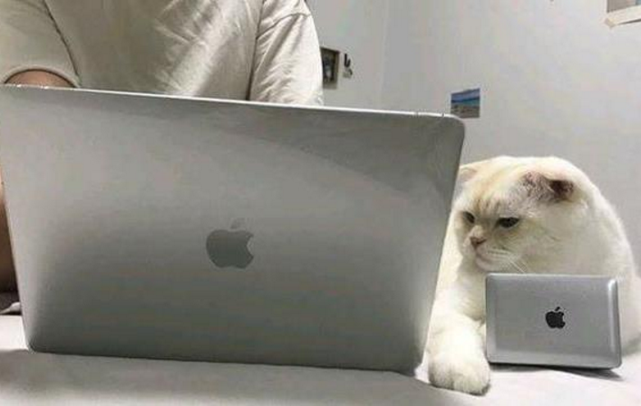 担心玩游戏时被猫咪打扰,于是铲屎官给它买了台电脑,笑喷了!