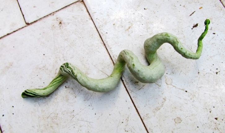 发现菜园里有很多蛇,亲戚却很淡定|女孩|亲戚|蛇瓜_新浪新闻