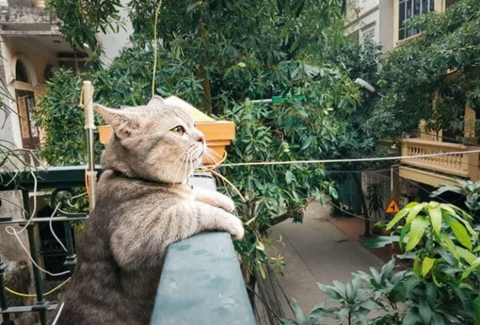 猫咪趴在阳台上好唯美!