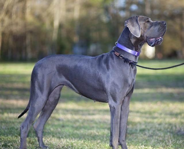 世界上最大的狗是什么狗?世界上体型最大的狗前十名!竟比人还高