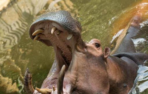 河马是安静的"暴君",被称为"非洲五霸"之一,带仔的河马妈妈,性情变得