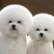 老梁点评冯小刚崔永元范冰冰,说范冰冰的那句