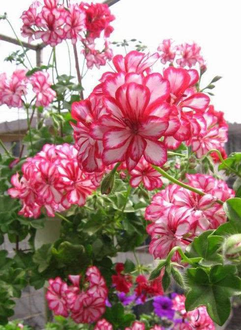 开花比绣球还美, 特别好养活, 阳台养一盆, 蚊虫不敢来|阳台|天竺葵