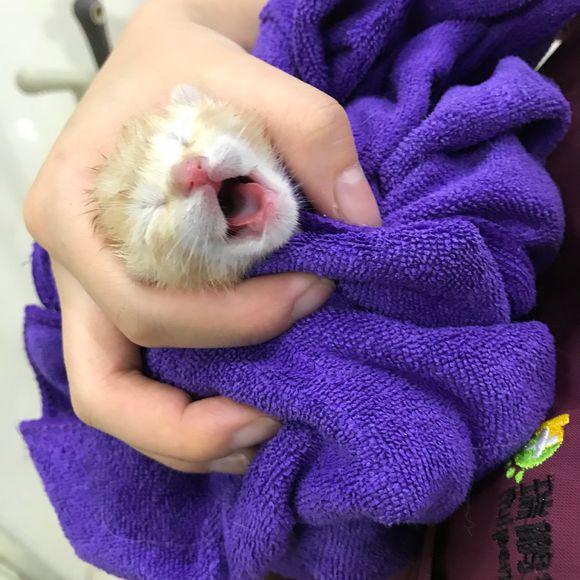 女孩捡到一只小橘猫竟毫不犹豫地带回家网友真是大橘为重啊