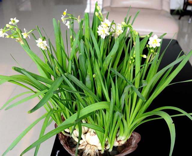 水仙花叶黄变老怎么拯救找准原因轻松解决