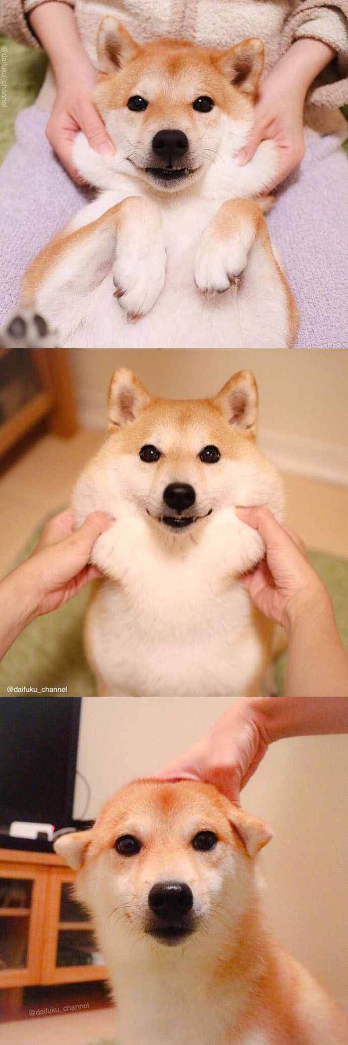 这柴犬宝宝真是要了命了,太可爱!