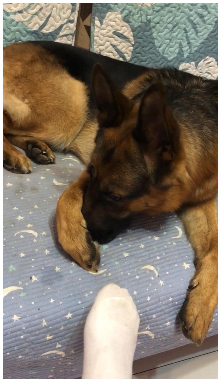 狗狗跑累大口喘气,主人竟将臭脚伸过来,狗子一脸