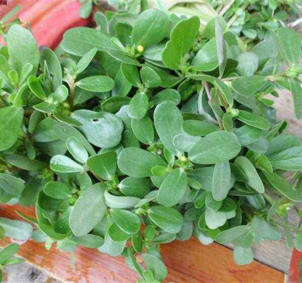 农村老人给我的这野菜治脚气真管用,附具体用法,赶紧看看哦|马齿苋