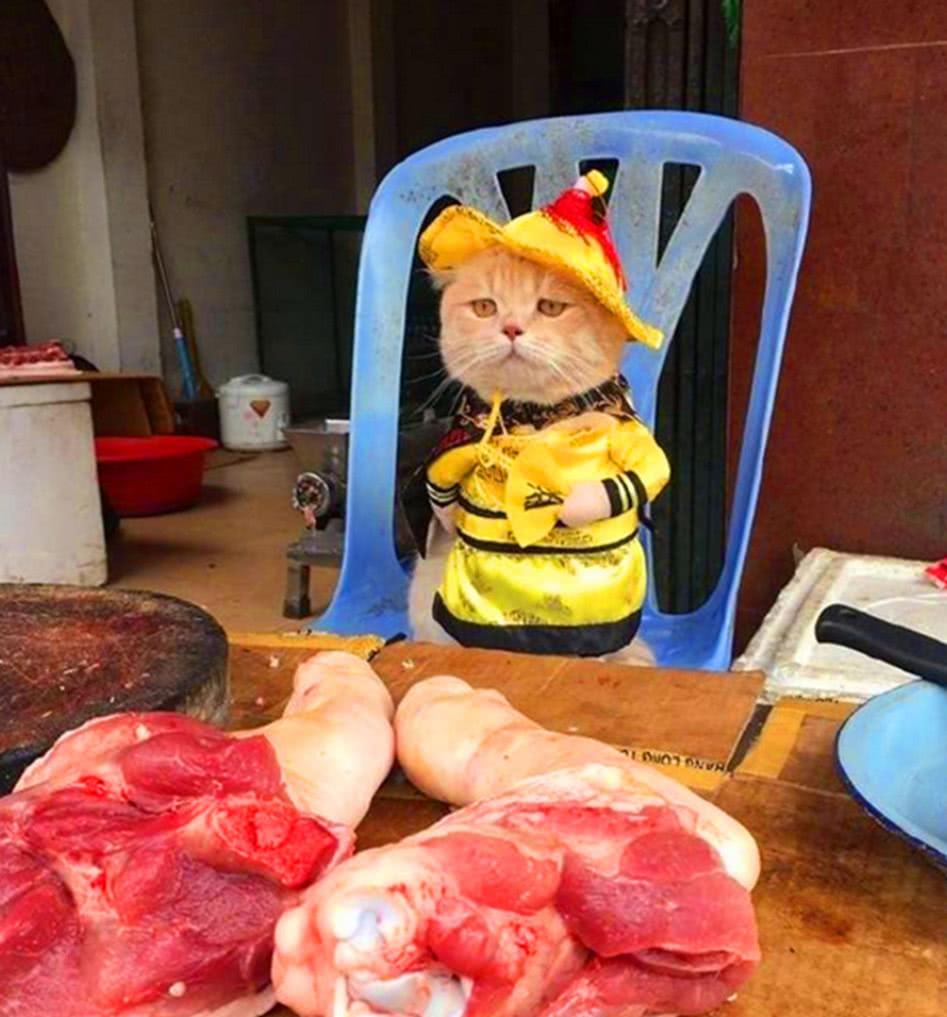 主人给猫咪穿皇帝衣服,还让它去守肉摊,没过一会生意爆棚!