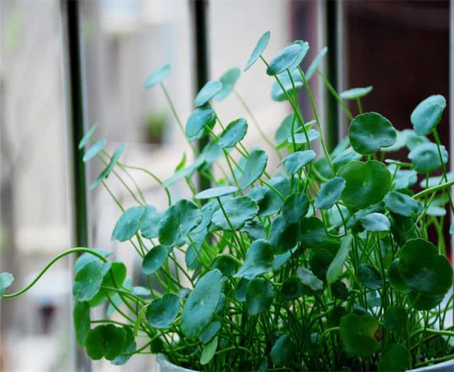 铜钱草这样养,叶子绿油油,比手还大!