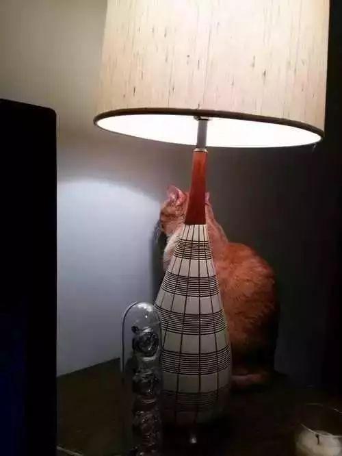 还看,快把本汪拉出来编纂:阿西照片:收集