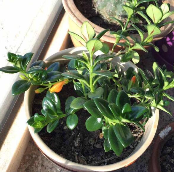 金鱼吊兰怎么修剪及扦插(金鱼吊兰怎么修剪及扦插方法)