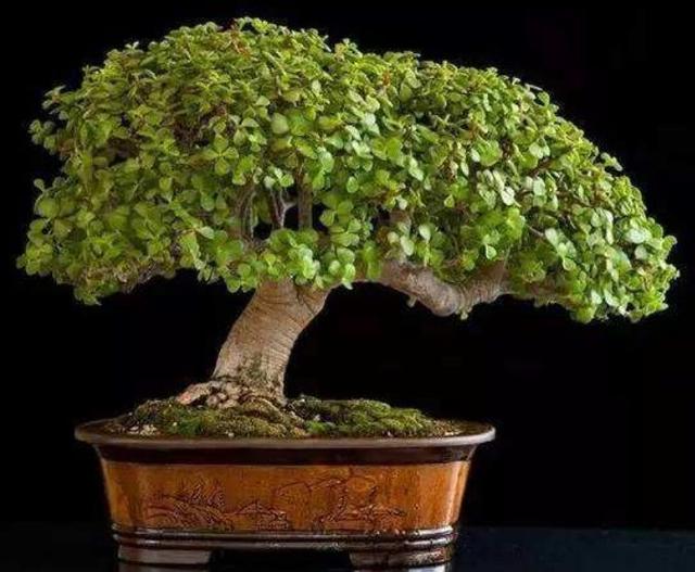 一,想要玉树长得好,营养一定要跟上玉树属于一种观叶盆景,玉树只要