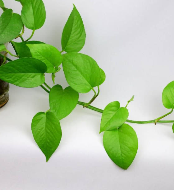 但是不能否定其他作用,汁液的毒素是微量的,并不影响绿萝的养护,只要