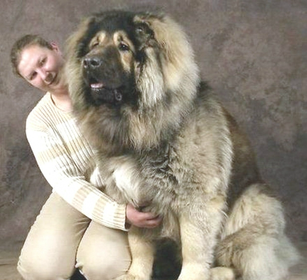 它世界上体形最大的猛犬之一