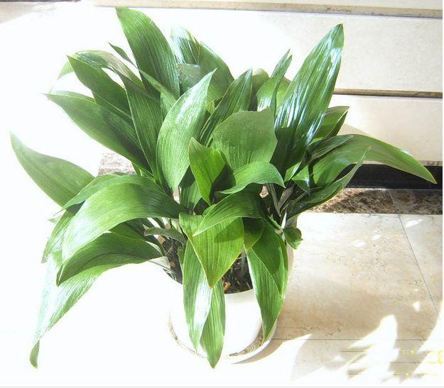 一叶兰怎么养,为什么叫它蜘蛛抱蛋?|一叶兰|蜘蛛抱蛋|植物_新浪新闻
