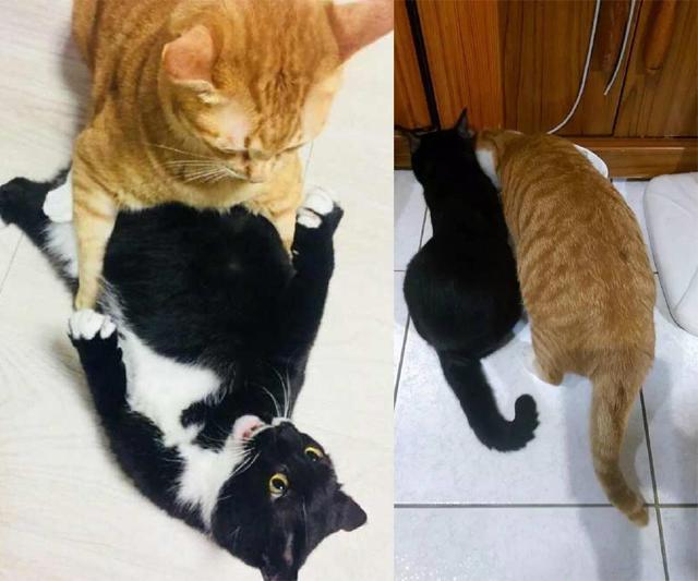 橘猫趁黑猫不注意,一脚将它踢下床,还一脸惊讶:你怎么下去啦?